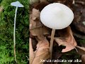 Xerula radicata var.alba-amf486
